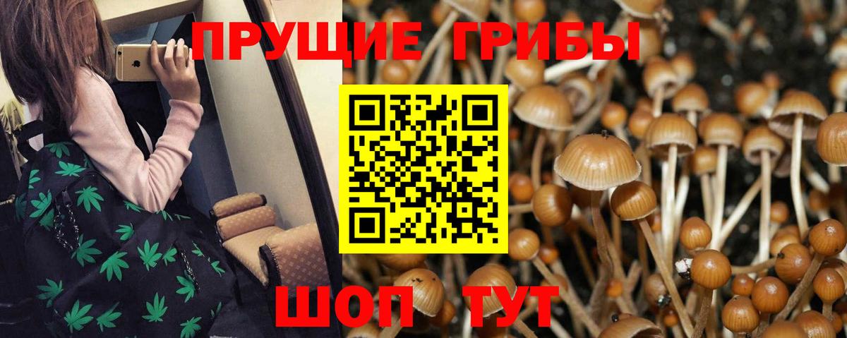 Псилоцибиновые грибы мицелий Камышлов